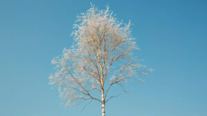 Lone birchwood tree against a backdrop of a clear blue sky, its delicate branches reaching for the sun