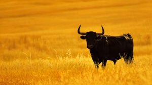 Lone black bull against a backdrop of golden fields, its silhouette a symbol of wild beauty and untamed wilderness