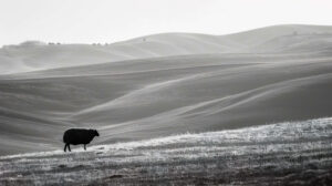 Lone black sheep against a backdrop of rolling hills, its solitary presence adding a touch of mystery to the landscape