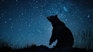 Majestic black bear standing on hind legs, its powerful frame outlined against the backdrop of a starry night sky