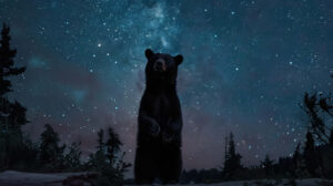 Majestic black bear stands on hind legs its powerful silhouette defined by the starry night sky as seen in wallpaper.jpg