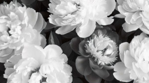 Minimalist black and white peony wallpaper, capturing the essence of these classic blooms in monochrome splendor