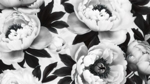Monochromatic wallpaper showcasing the timeless beauty of minimalist black and white peony blooms in striking detail