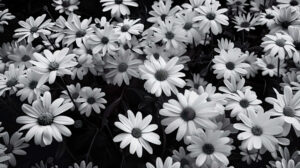 Monochrome field of delicate daisies, their petals stark against the dark backdrop, evoking timeless elegance