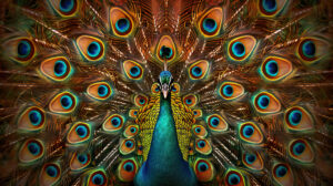 Peacock feathers intricately form a captivating mandala embodying beauty and harmony in a visual representation