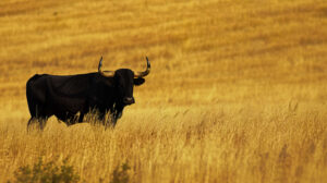 Solitary black bull stands boldly amidst a sea of golden fields its silhouette embodying the essence of wild beauty and untamed wilderness wallpaper.jpg
