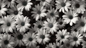 Soothing wallpaper featuring a field of graceful daisies in monochrome creating a stunning contrast against the dark background.jpg