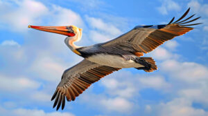 The awe inspiring sight of a big bird in flight, its wings outstretched as it soars through a boundless expanse of blue sky