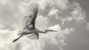 The tranquility as a large bird effortlessly soars across a sky adorned with clouds its elegant silhouette a tribute to the beauty of nature