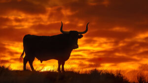 Timeless beauty of a lone black bull standing on a hilltop, its silhouette outlined against the backdrop of a fiery sunset