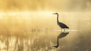Tranquil nature wallpaper featuring a serene lakeside scene with a majestic bird gracefully wading through the shallow waters its reflection mirrored on the calm surface