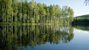Tranquil scene of birchwood trees reflected in a calm lake, their slender forms mirrored in the glassy surface