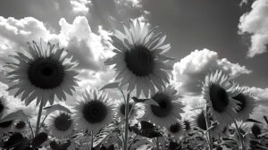 Vivid black and white sunflowers stretch toward the sky their contrasting hues creating a sense of depth and fascination