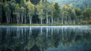 Wallpaper capturing the serene beauty of birchwood trees mirrored in a tranquil lakes glassy surface