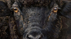 Wallpaper featuring a black sheeps face up close emanating a serene look reflecting wisdom and strength