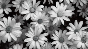 Wallpaper featuring a field of daisies in monochrome with their stark petals set against a dark backdrop evoking timeless elegance