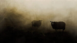 Wallpaper featuring black sheep silhouettes in a misty meadow presenting an air of enigma and allure under the file name Mysterious Black Sheep in Misty Meadow.jpg