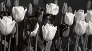 Whimsical garden of black and white tulips, their blooms dancing in harmony, creating a captivating scene