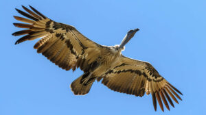 Witness the breathtaking view of a majestic bird soaring with outstretched wings through the vast expanse of blue sky in flight