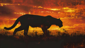 A captivating picture shows a cougars magnificent silhouette silhouetted by a fiery sunset sky in shades of orange and gold