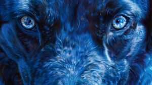 A close up of a blue dog's expressive eyes and loyal gaze, capturing the bond between canine and human