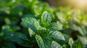 A close up of a mint plant basking in the sunlight, its vibrant green leaves releasing a fresh and uplifting aroma