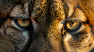 A close up portrait of a cougar's intense gaze, its golden eyes locked onto its target with laser like focus
