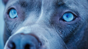 Capture the deep connection between a human and their faithful blue dog through a close up of its emotive eyes and unwavering gaze