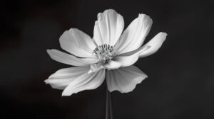 A black and white photograph of a single flower in bloom, highlighting its delicate structure and timeless elegance