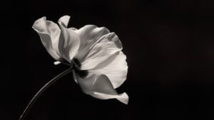 A captivating wallpaper capturing the intricate details and timeless beauty of a blooming single flower in black and white