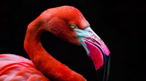 A close up of a flamingo's face and neck, highlighting its striking pink feathers and graceful curves