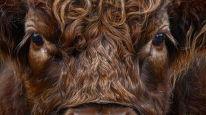 A close up portrait of a Highland cow's face, showcasing its soulful eyes and distinctive, textured fur in rich shades of brown