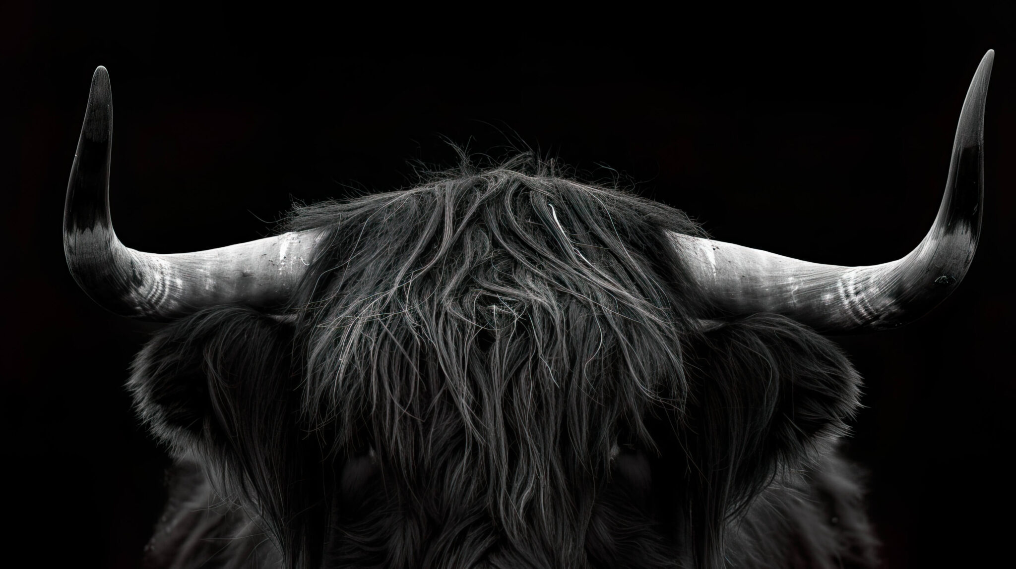 Highland Cow Wallpaper, Free, 4k — free download