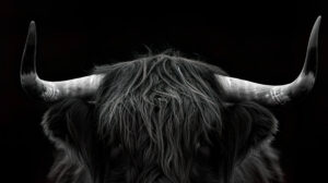 A dramatic black and white photograph of a Highland cow, highlighting the intricate details of its fur and the rugged texture of its horns