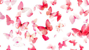 A minimalist and elegant wallpaper featuring a scattered arrangement of pink butterflies on a white background forming an abstract pattern