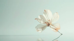A minimalist composition with a single delicate flower in soft pastel hues, set against a clean white background for a serene and elegant look