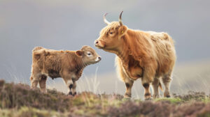 A playful image of a Highland cow calf standing beside its mother, the calf's small horns and fluffy fur adding to its adorable appeal