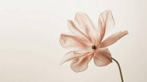 A serene and elegant wallpaper features a minimalist composition with a single delicate flower in soft pastel hues against a clean white background