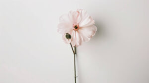 A serene and elegant wallpaper featuring a minimalist composition with a single delicate flower in soft pastel hues against a clean white background