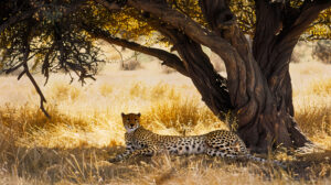 A serene scene of a cheetah resting under the shade of an acacia tree, with the golden grasses of the African plains stretching out behind it, highlighting its grace and beauty