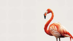 A sleek minimalist wallpaper showcasing a solitary flamingo elegantly perched on one leg set against a pure white backdrop to highlight its graceful silhouette
