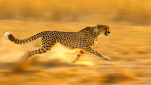 A wallpaper capturing the graceful speed of a cheetah as it races across the savannah its body elongated in full stride against a blurred backdrop