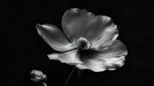 A wallpaper showcases the stunning spiral pattern and delicate beauty of a solitary flower in black and white exuding timeless elegance