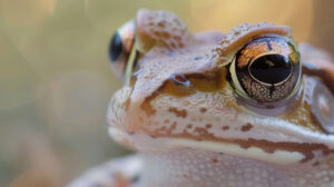 A close up of a frog's face, showing its big, round eyes and textured skin, with a soft, blurred background