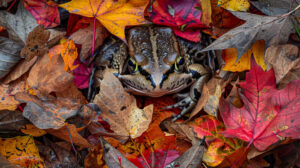 A frog amidst fallen autumn leaves sets a colorful seasonal backdrop in the wallpaper