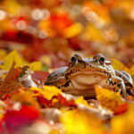 Frog Wallpaper, Free, 4k