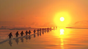 A line of penguins marching across an ice floe, with the setting sun casting a warm glow on their feathers