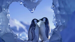 A pair of penguins touching beaks, framed by a heart shaped ice sculpture in the background