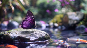 A purple butterfly resting on a stone in a tranquil Japanese garden, with a koi pond in the background