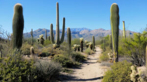 A sandy path lined with various shapes and sizes of cacti set against a backdrop of distant mountains